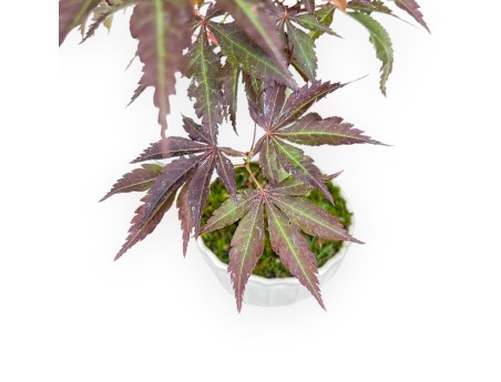 Ahorn Bonsai von 50 cm | Rund creme Topf