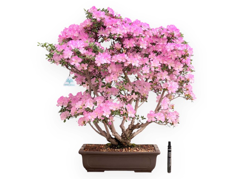 Azalea bonsai 70 cm | Rectangular stoneware pot