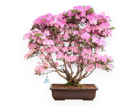 Azalea bonsai 70 cm | Rechthoekige steengoed pot