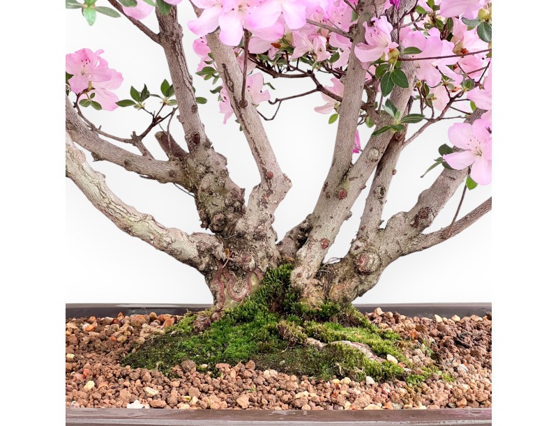 Azalea bonsai 70 cm | Pot rectangulaire en grès