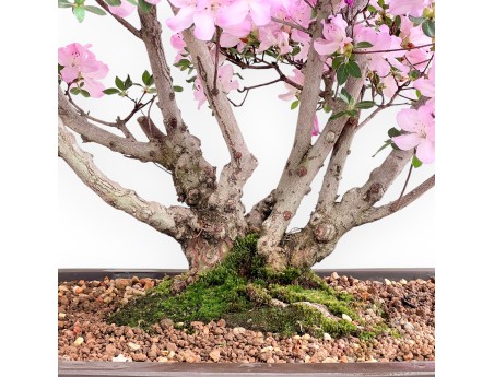 Azalea bonsai 70 cm | Pot rectangulaire en grès