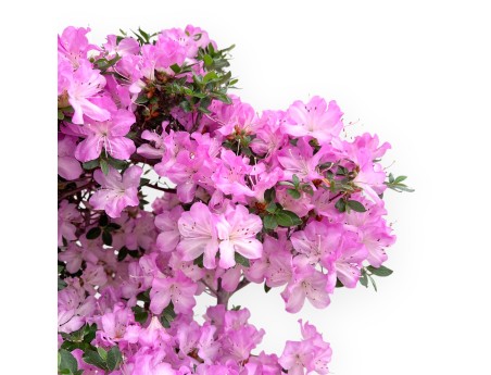 Azalea bonsai 70 cm | Rechthoekige steengoed pot
