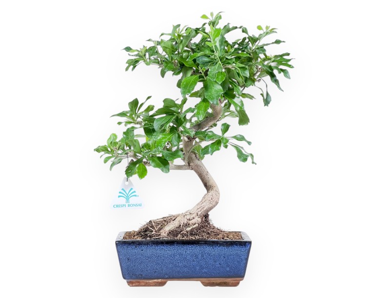 Bonsai of Durantha repens of 36 cm | Blue rectangular pot