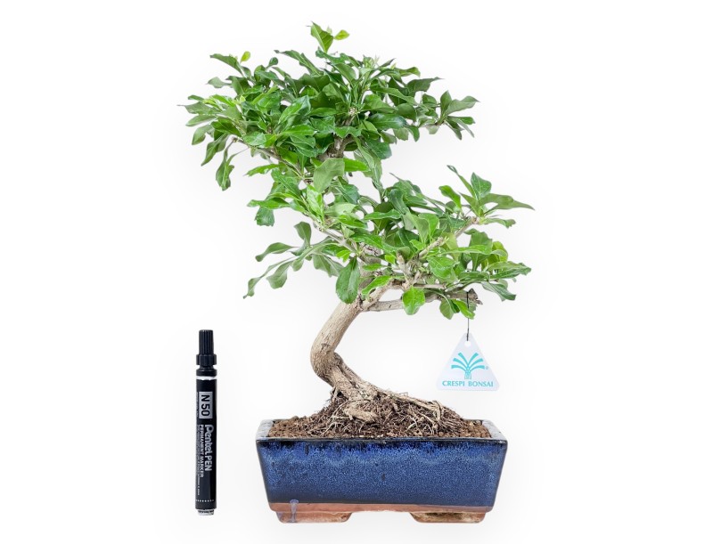 Bonsai of Durantha repens of 36 cm | Blue rectangular pot