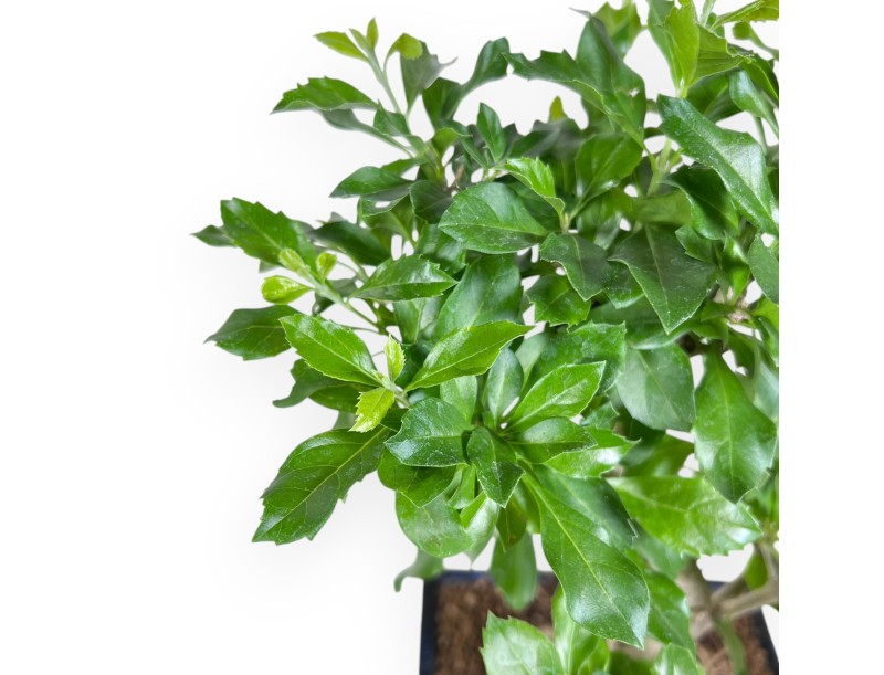 Bonsai of Durantha repens of 36 cm | Blue rectangular pot