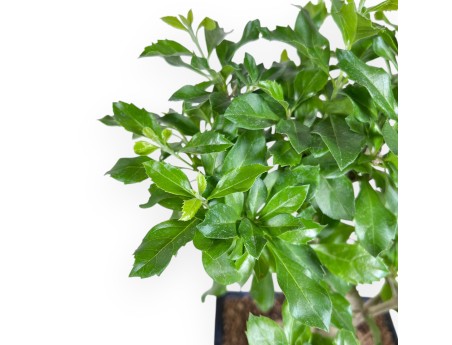 Bonsai of Durantha repens of 36 cm | Blue rectangular pot