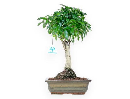 Bonsái de Ligustrum de 36 cm | Maceta rectangular verde