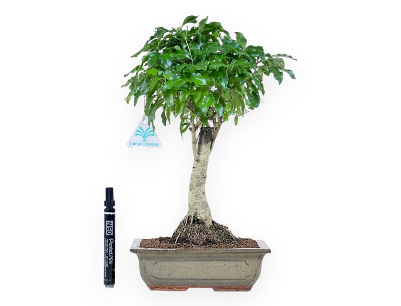 Bonsai of Ligustrum of 36 cm | Rectangular green pot