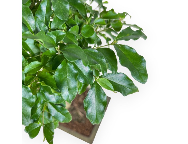 Bonsai of Ligustrum of 36 cm | Rectangular green pot