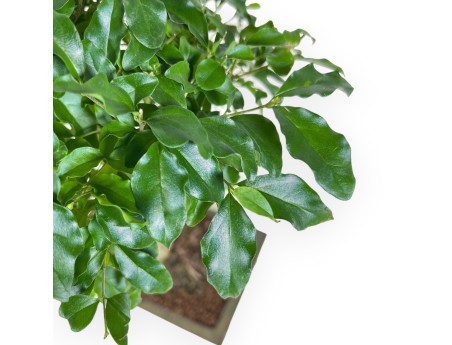 Bonsaï de Ligustrum de 36 cm | Pot rectangulaire vert
