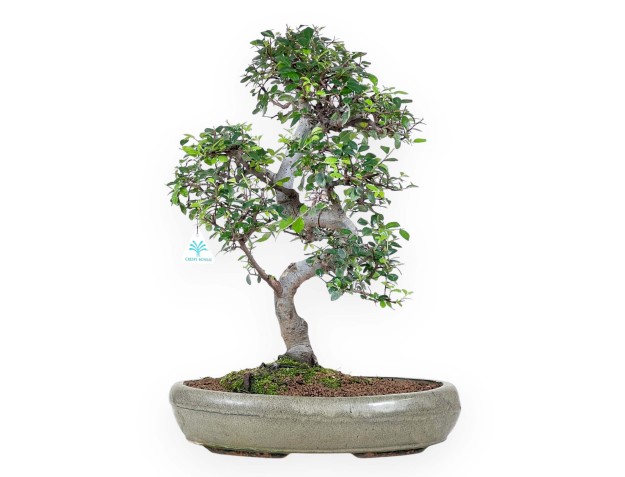 Bonsái de Zelkova nire de 52 cm | Maceta oval verde
