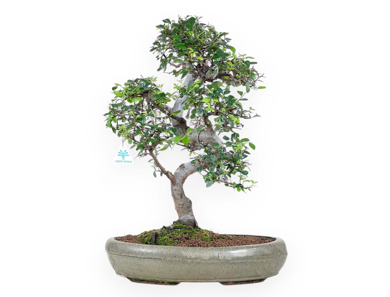 Bonsaï de Zelkova nire de 52 cm | Pot ovale vert