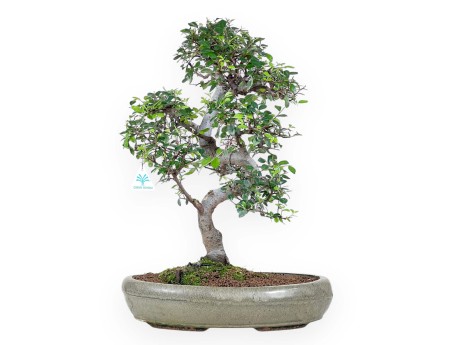 Bonsai van Zelkova nire van 52 cm | Ovaal groen pot