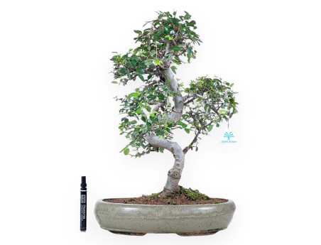 Bonsaï de Zelkova nire de 52 cm | Pot ovale vert