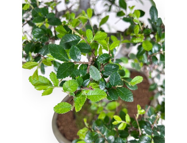 Bonsái de Zelkova nire de 52 cm | Maceta oval verde 2