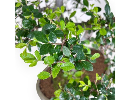 Bonsai of Zelkova nire of 52 cm | Oval green pot