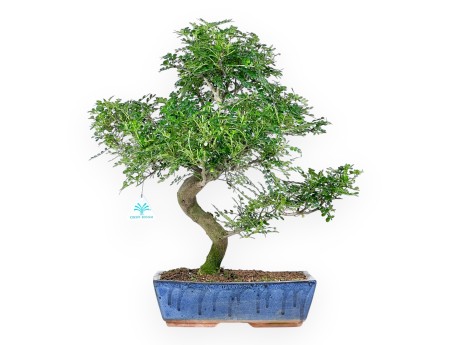 Bonsai di albero del pepe da 54 cm | Vaso rettangolare blu