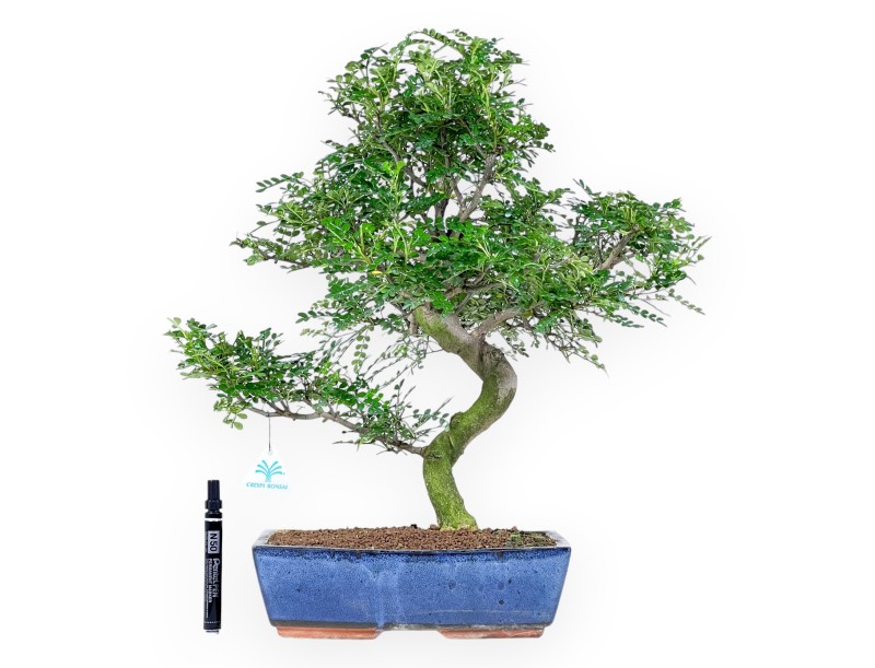 Bonsai von Pfefferbaum von 54 cm | Rechteckiger blauer Topf