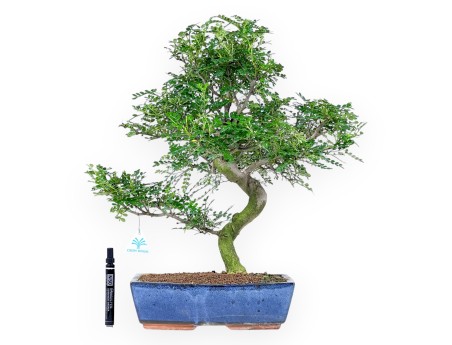 Bonsai di albero del pepe da 54 cm | Vaso rettangolare blu