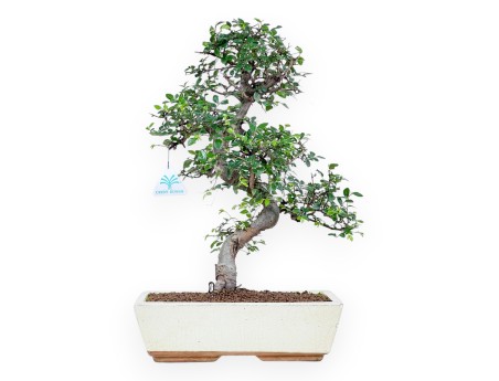 Bonsai di Zelkova nire da 46 cm | Vaso rettangolare crema