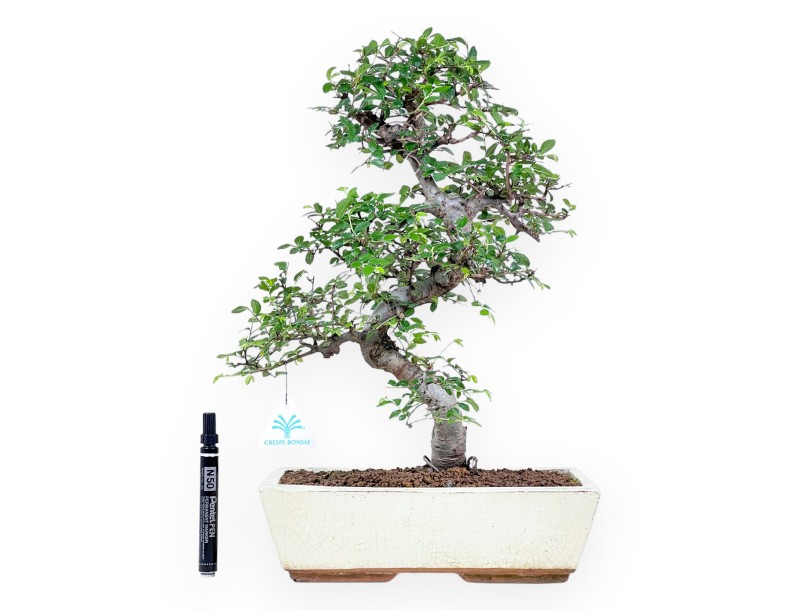 Bonsai di Zelkova nire da 46 cm | Vaso rettangolare crema