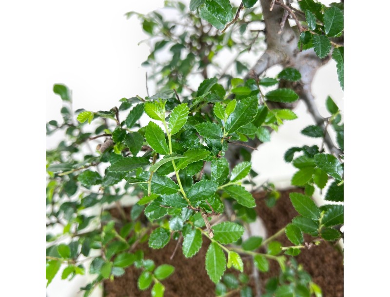 Bonsaï de Zelkova nire de 46 cm | Pot rectangulaire crème