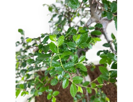 Bonsaï de Zelkova nire de 46 cm | Pot rectangulaire crème