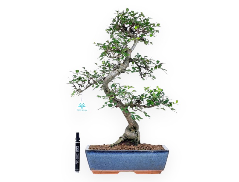 Bonsai van Zelkova nire van 57 cm | Rechthoekig blauw pot