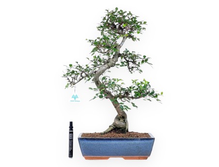 Bonsai van Zelkova nire van 57 cm | Rechthoekig blauw pot