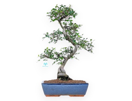 Bonsaï de Zelkova nire de 57 cm | Pot rectangulaire bleu