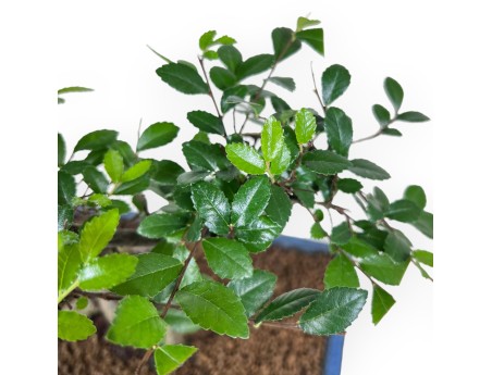 Bonsai van Zelkova nire van 57 cm | Rechthoekig blauw pot