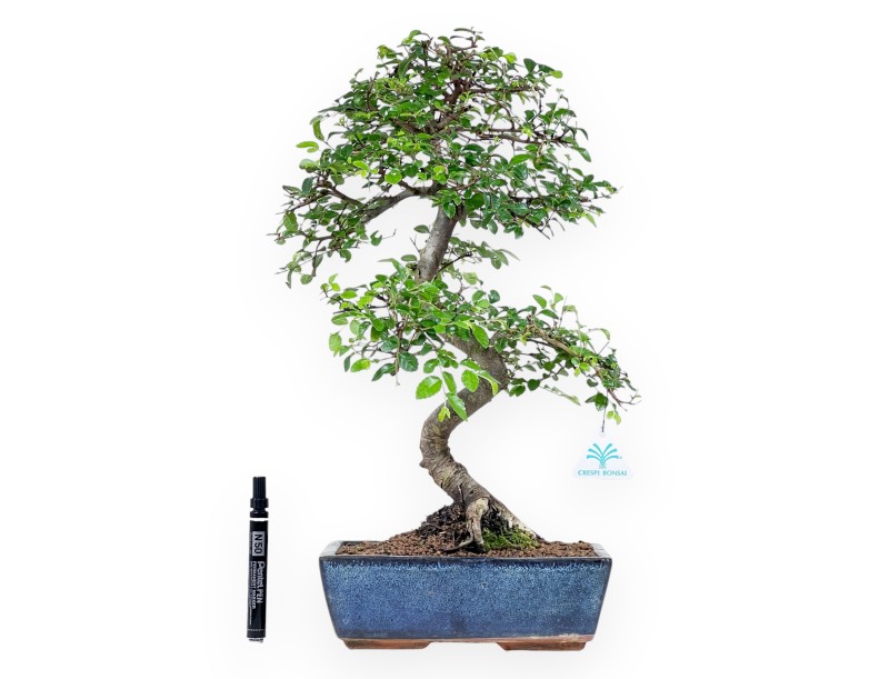 Bonsaï de Zelkova nire de 52 cm | Pot rectangulaire bleu