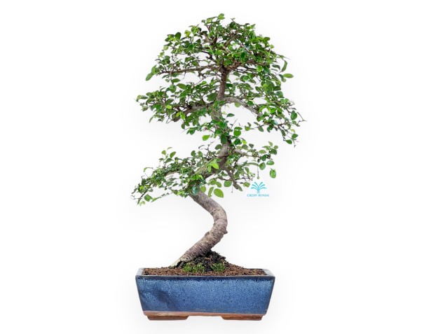 Bonsai di Zelkova nire da 52 cm | Vaso rettangolare blu