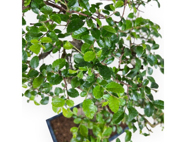 Bonsai di Zelkova nire da 52 cm | Vaso rettangolare blu 2