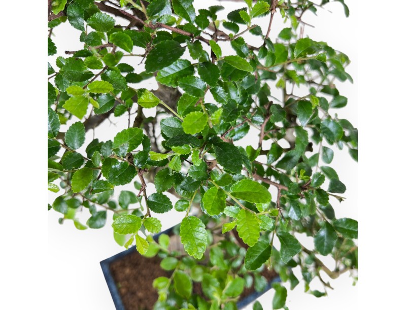 Bonsai di Zelkova nire da 52 cm | Vaso rettangolare blu