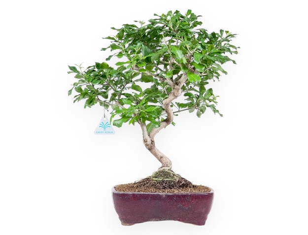 Bonsai of Durantha repens of 47 cm | Red rectangular pot