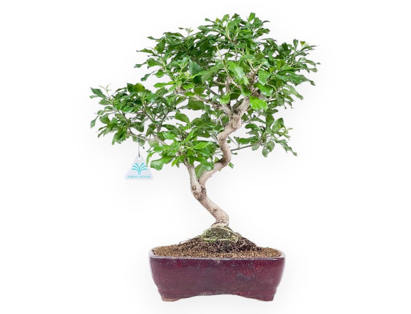 Bonsai of Durantha repens of 47 cm | Red rectangular pot