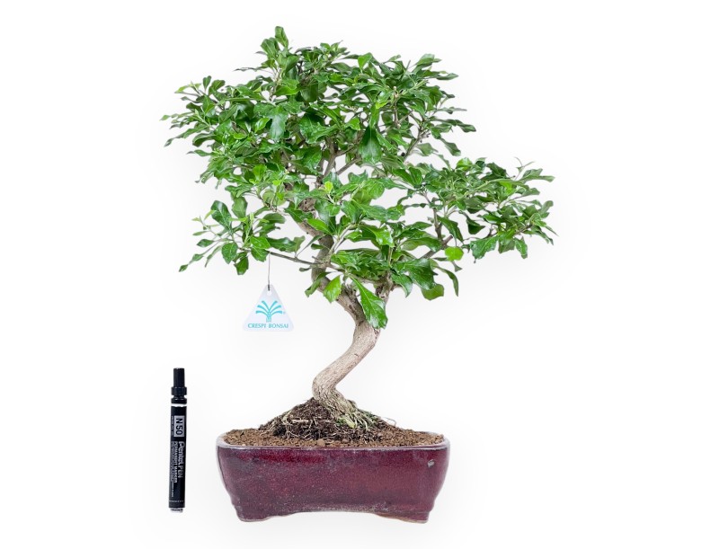 Bonsai of Durantha repens of 47 cm | Red rectangular pot