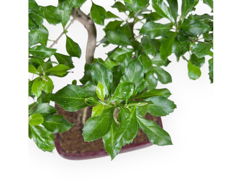 Bonsai of Durantha repens of 47 cm | Red rectangular pot