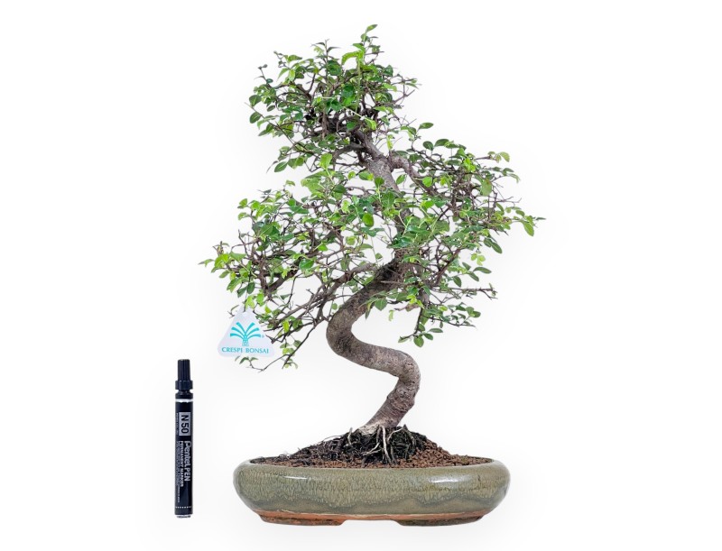 Bonsaï de Zelkova nire de 41 cm | Pot ovale vert