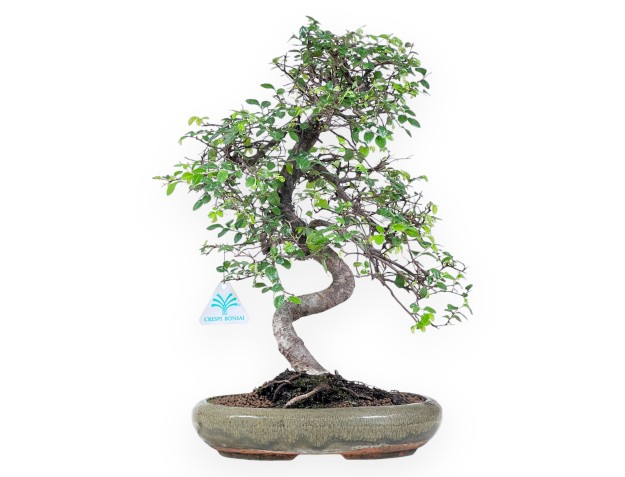 Bonsái de Zelkova nire de 41 cm | Maceta oval verde