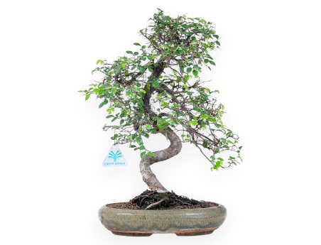 Bonsaï de Zelkova nire de 41 cm | Pot ovale vert