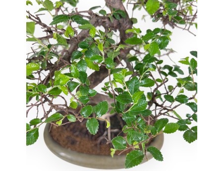 Bonsái de Zelkova nire de 41 cm | Maceta oval verde