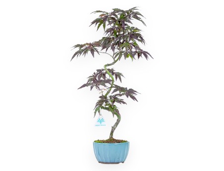 Bonsai di acero da 54 cm | Vaso tondo verde acqua