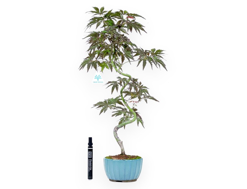 Ahorn Bonsai von 54 cm | Rund aquagrün Topf