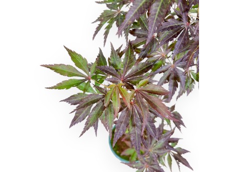 Bonsaï de Érable de 54 cm | Pot rond vert d'eau