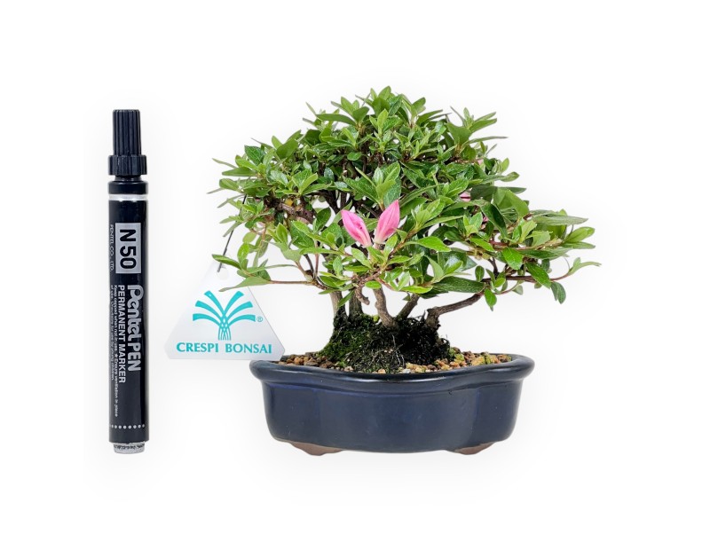 Bonsai di Azalea da 14 cm | Vaso a nuvola in grès