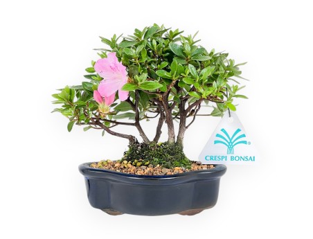 Bonsai di Azalea da 14 cm | Vaso a nuvola in grès