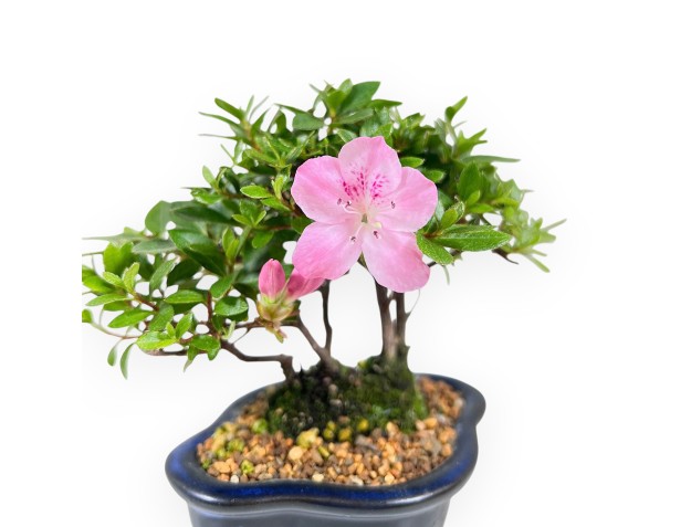 Azalea bonsai 14 cm | Vase nuage en grès 2