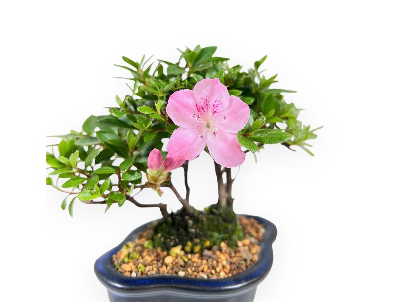 Bonsai di Azalea da 14 cm | Vaso a nuvola in grès